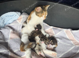 Fluffy kittens for adoption