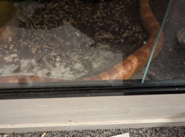 Corn snake