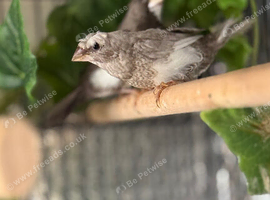 Bengali finches