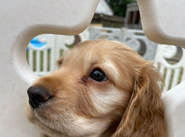 1 Boy Cocker Spaniel puppy