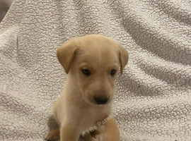 10 beautiful lurcher puppies