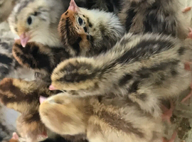 QUAILS FOR SALE LEICESTERSHIRE