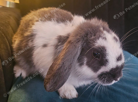 2 beautiful 4 month old male mini lops