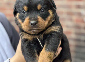 6 chunky pure pedigree Rottweiler puppies