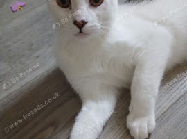 6 month old kitten needing loving forever home