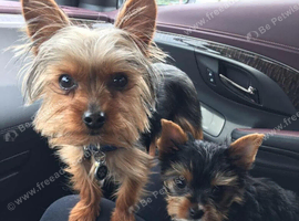 Yorkie Boy