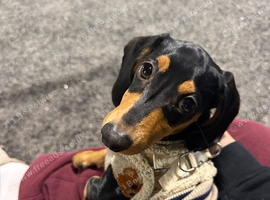 Hello this is Milo mini dachshund