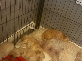 Mums a toy piddle dads a carvopoo