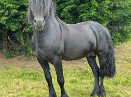Section D Welsh Cob Black Stallion