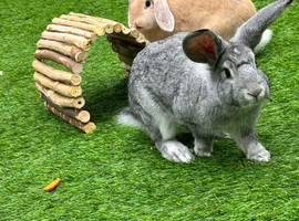 2 beautiful lop bunnies x2 male full setup