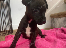 Lakeland x Patterdale.