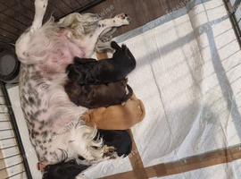 Cocker spaniel puppies