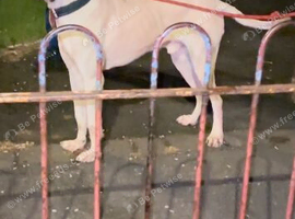 Mastiff x Great Dane