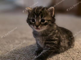 Kittens