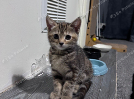 3 American Bobtail x Tortoise Shell Kittens for Sale