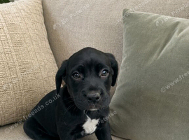 Lab x German short hair pointer