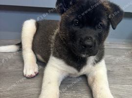 American Akita