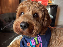 Cavapoo Stud Available - DNA Tested and Health-Checked, Beautiful temperament