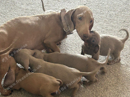 Dachshund puppies