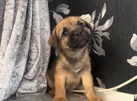 Border terrier boy