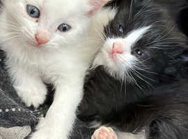 Farm kittens