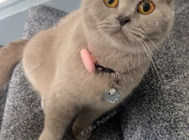 X3 Full Pedigree British Shorthair kittens