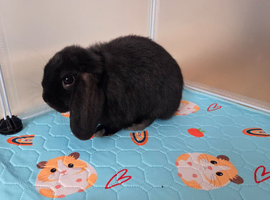 Layla &ndash; Mini Lop Rabbit Looking for a Loving Home