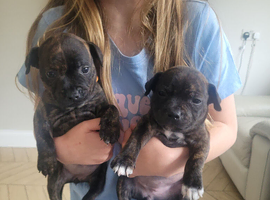 Staffie cross mastiff (2 girls left)