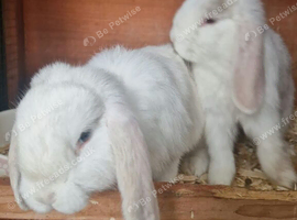 Beautiful bunnies
