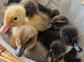 Ducklings for sale