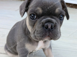 French bulldog puppies Kennel Club registered