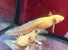 Axolotls