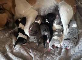 Beautiful Jack Russel pups
