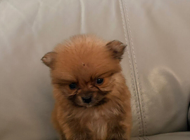 Tiny Pomeranian puppies