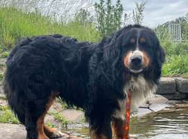 Beautiful Bernese Mountain dog