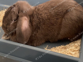 Rabbit for sale