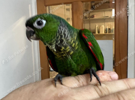 Hand Reared Black Capped Conure