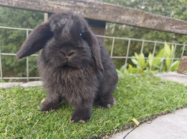 Young black mini lop