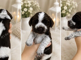 7 beautiful chocolate verities show-type cocker spaniel extensively health tested parents