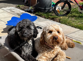 Two cockapoo girls