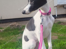 Beautiful whippet puppy