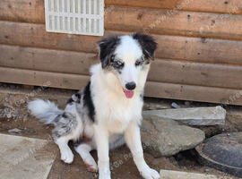 Blue Merle Border Collie for sale