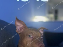 Our Sweet Gentle Soul up for adoption