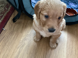 Golden retriever dog puppy