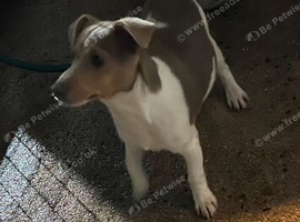 Beautiful miniature Jack Russell puppy