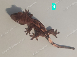 Cappuccino juvenile Crested geckos