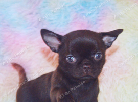 EXTENSIVELY HEALTH TESTED KC REG CHIHUAHUAS