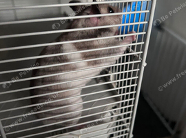 Hamster