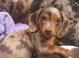 Stunning kc reg miniature dachshund girl koko