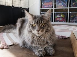Entire male Maine coon